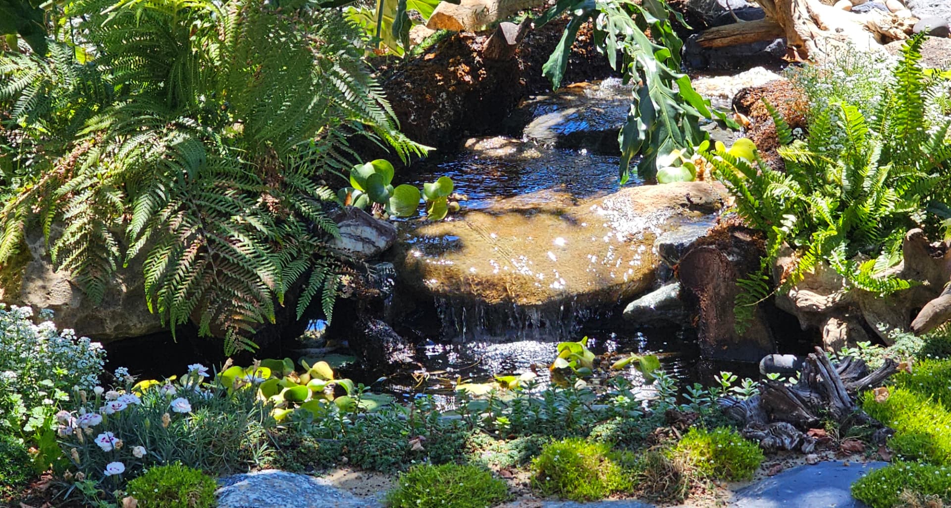 A sunlit garden pond with a small waterfall cascading over rocks, surrounded by ferns, water lilies, and lush greenery