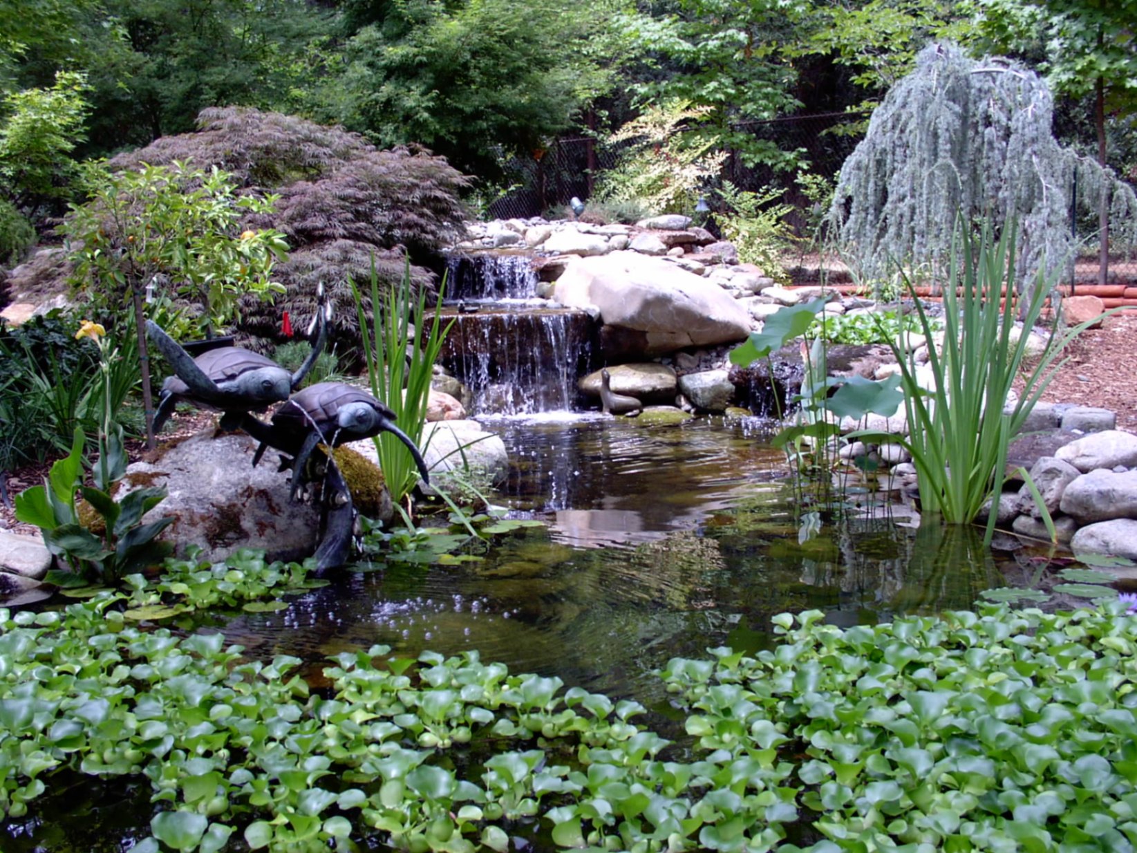Backyard water feature with waterfall, koi pond, and bronze turtle sculptures surrounded by Japanese maples and water plants