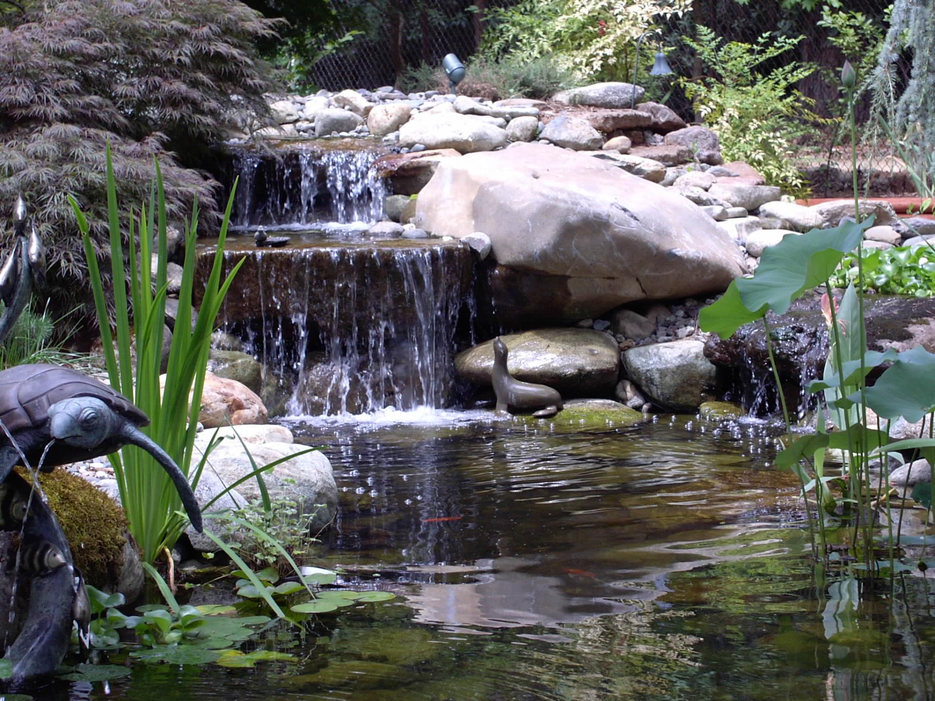 Close-up of a backyard waterfall cascading over stacked stone into a koi pond, framed by Japanese maples, iris blades, and lotus leaves.